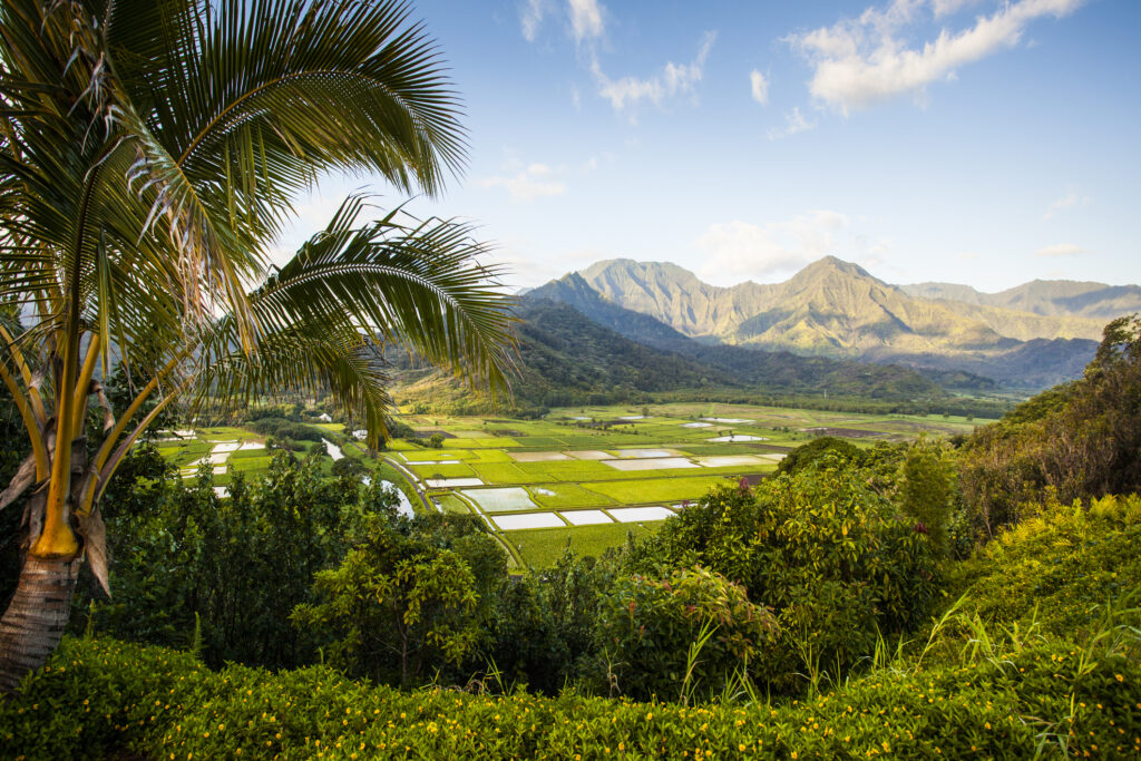 Taro fields in the Hanalei valley on the north coast of Kaua'i Island, Hawaii, USA