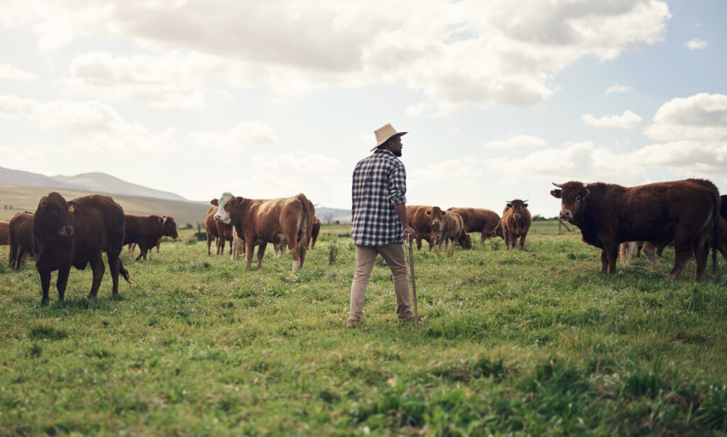 Rearview shot of a man working on a cow farm