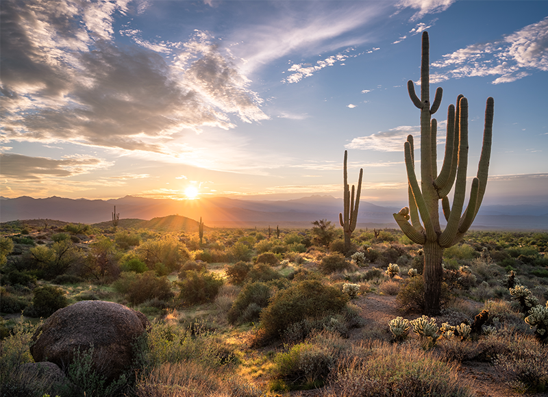 Sunrise in the majestic McDowell Mountains located in the Sonoran Desert with Saguaro Cacti and desert landscape