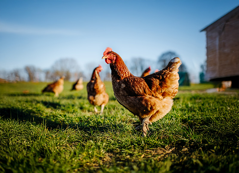 Chickens roaming on green grass.