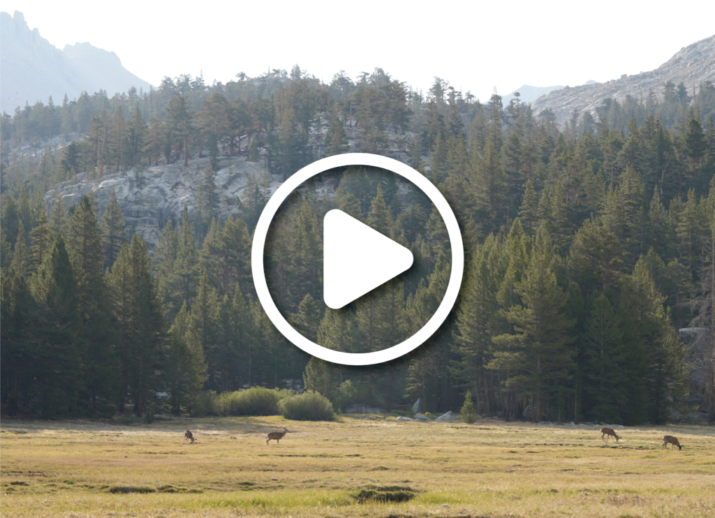 Pacific Crest Trail Hiking Landscapes on California Section H in the USA. Large billowing pine trees on a misty day with yellow-green grass with deer grazing.