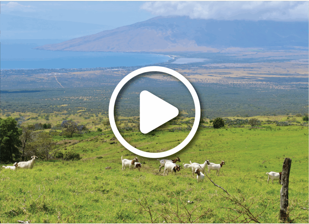 Upcountry Maui, Kula: green field with a family of goats overlooking a valley and mountain.