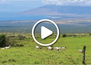 Upcountry Maui, Kula. Green field with family of gotas overlooks a valley and a mountain in the background.
