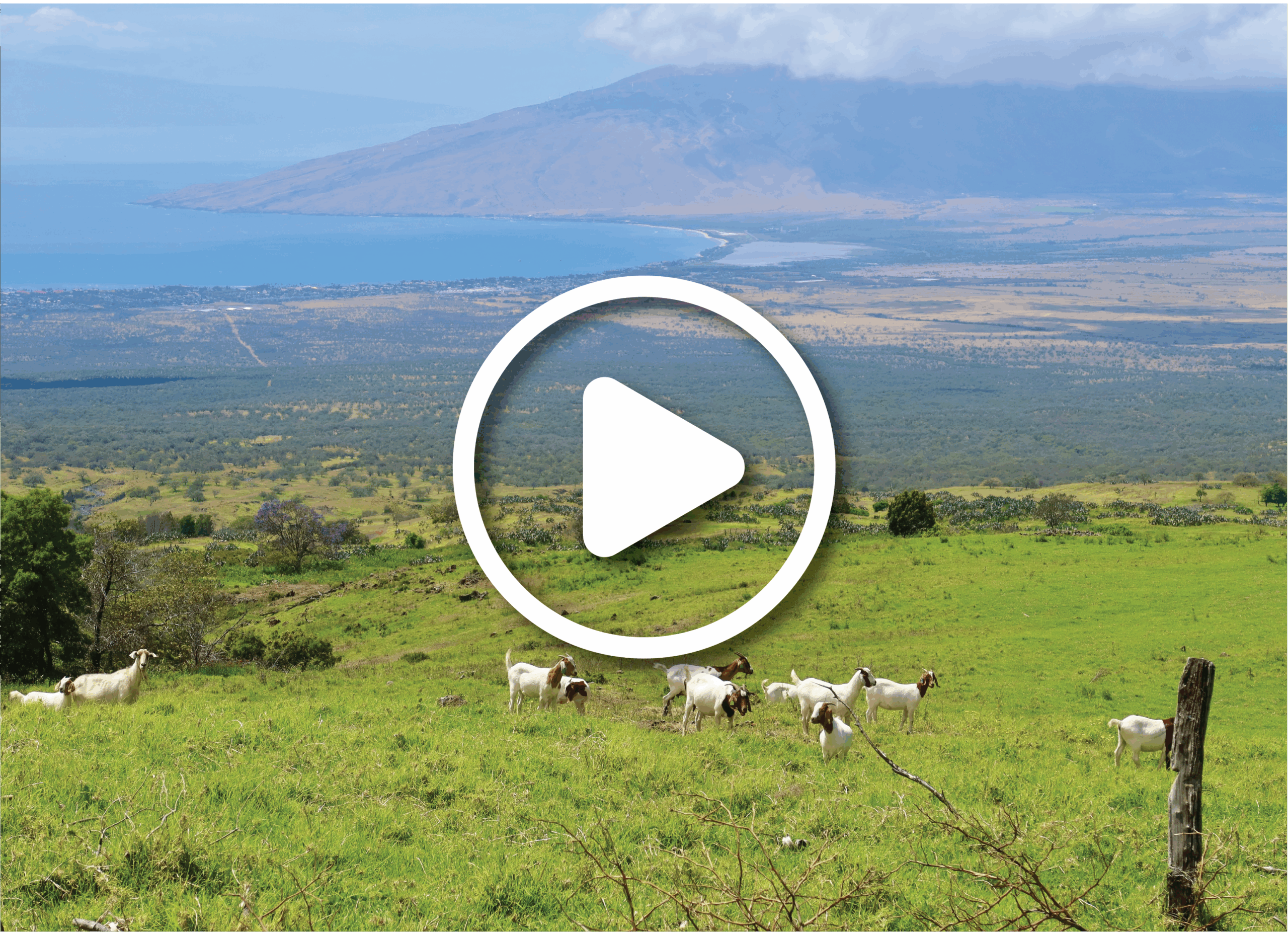 Upcountry Maui, Kula. Green field with family of gotas overlooks a valley and a mountain in the background.