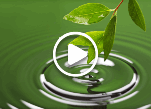 leaf causing a ripple effect in the water