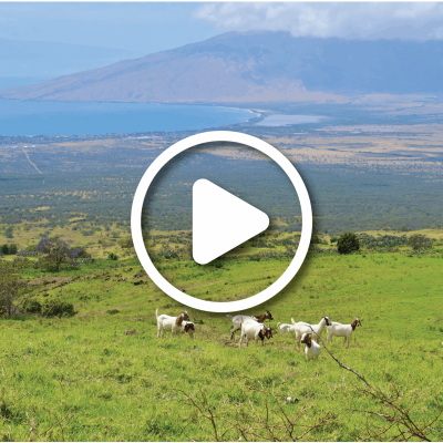 6404_product-header Upcountry Maui, Kula. Green field with family of gotas overlooks a valley and a mountain in the background.