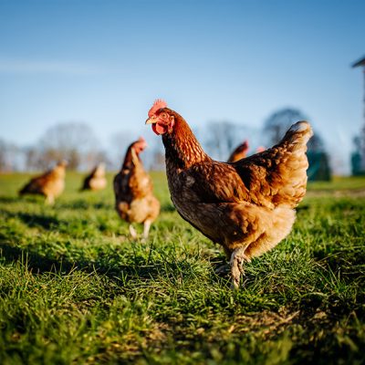 Chickens roaming on green grass.