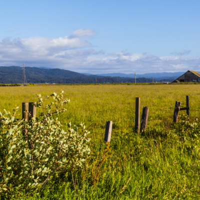 Rural field